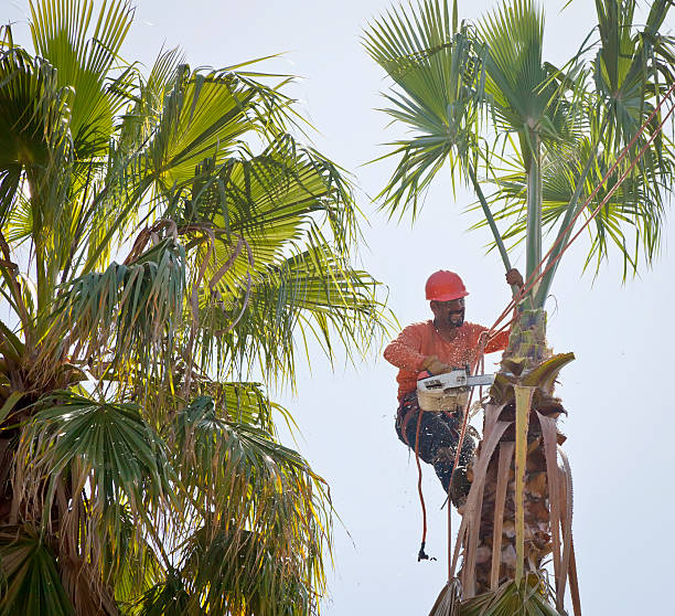 How Our Tree Care Process Works  in  Rumson, NJ